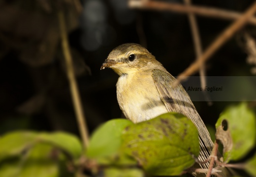 LUI' GROSSO; Willow Warbler; Phylloscopus trochilus