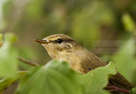 LUI' GROSSO; Willow Warbler; Phylloscopus trochilus