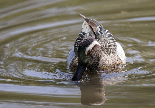 MARZAIOLA; Garganey; Anas querquedula 