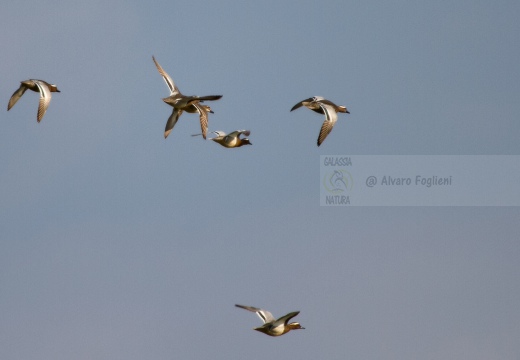 MARZAIOLA; Garganey; Anas querquedula 