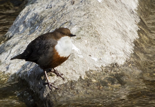 MERLO ACQUAIOLO; Dipper; Cinclus cinclus