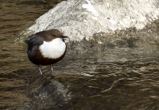 MERLO ACQUAIOLO; Dipper; Cinclus cinclus