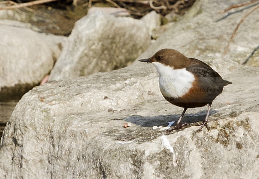 MERLO ACQUAIOLO; Dipper; Cinclus cinclus