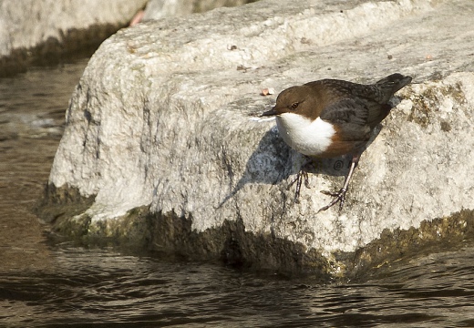 MERLO ACQUAIOLO; Dipper; Cinclus cinclus