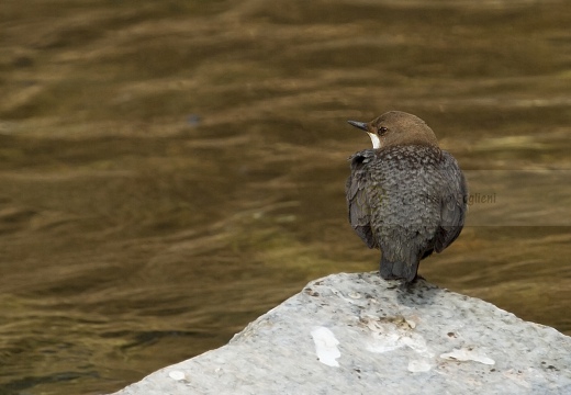 MERLO ACQUAIOLO; Dipper; Cinclus cinclus