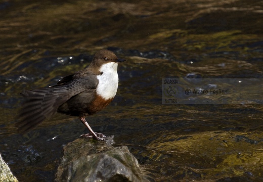 MERLO ACQUAIOLO; Dipper; Cinclus cinclus