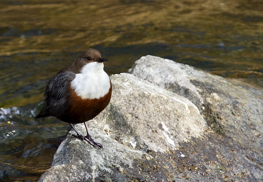 MERLO ACQUAIOLO; Dipper; Cinclus cinclus