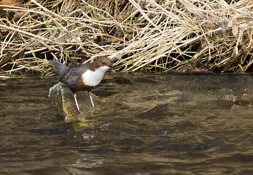 MERLO ACQUAIOLO; Dipper; Cinclus cinclus