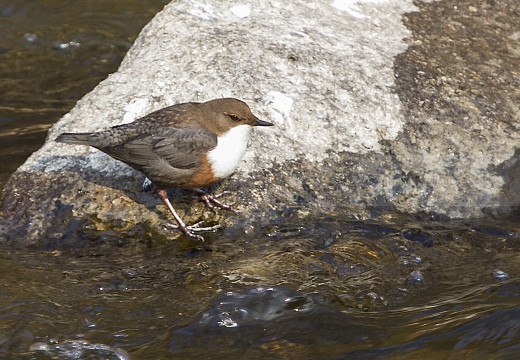 MERLO ACQUAIOLO; Dipper; Cinclus cinclus