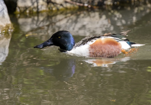 MESTOLONE; Shoveler; Anas clypeata