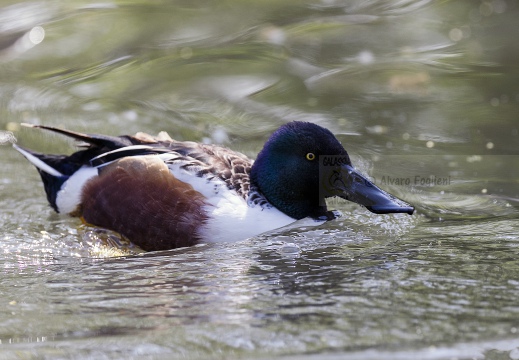 MESTOLONE; Shoveler; Anas clypeata