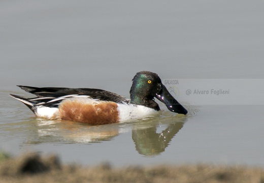 MESTOLONE; Shoveler; Anas clypeata