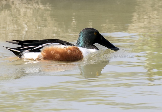 MESTOLONE; Shoveler; Anas clypeata