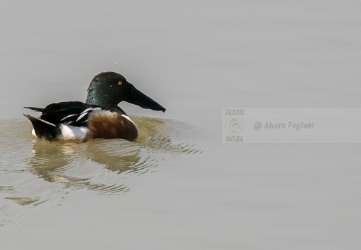 MESTOLONE; Shoveler; Anas clypeata