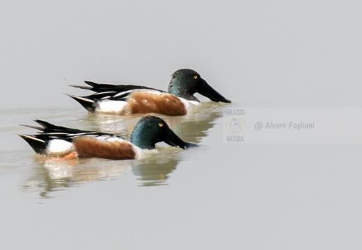 MESTOLONE; Shoveler; Anas clypeata