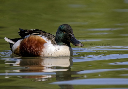 MESTOLONE; Shoveler; Anas clypeata