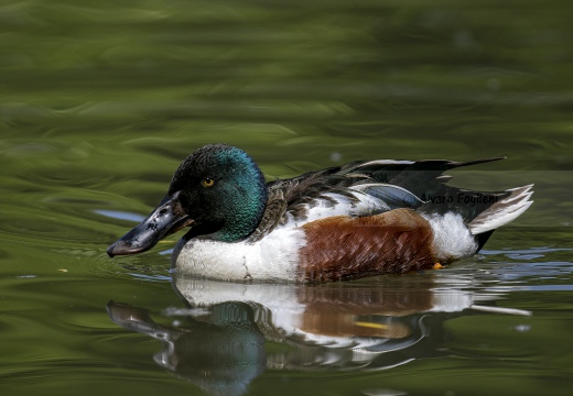 MESTOLONE; Shoveler; Anas clypeata