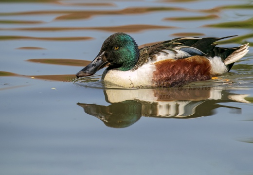 MESTOLONE; Shoveler; Anas clypeata