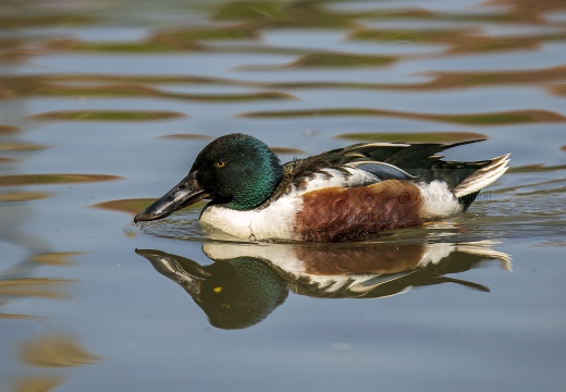 MESTOLONE; Shoveler; Anas clypeata