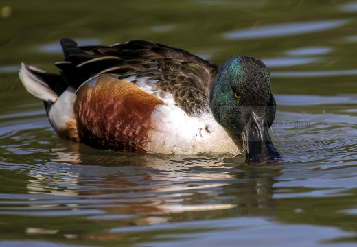 MESTOLONE; Shoveler; Anas clypeata