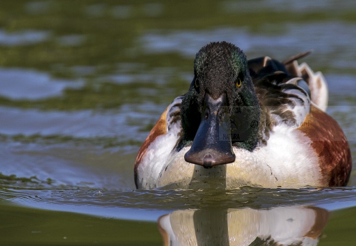 MESTOLONE; Shoveler; Anas clypeata