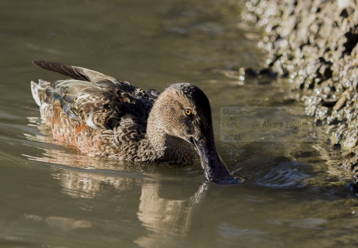 MESTOLONE; Shoveler; Anas clypeata