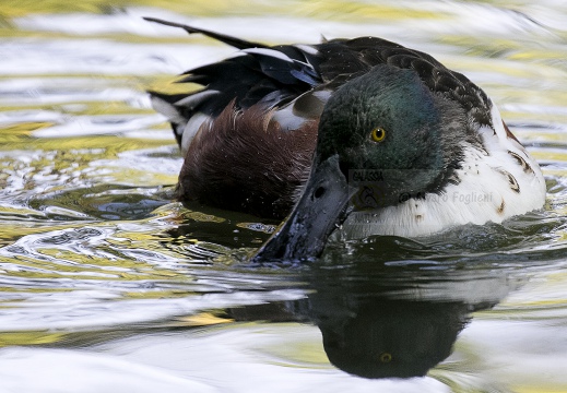 MESTOLONE; Shoveler; Anas clypeata