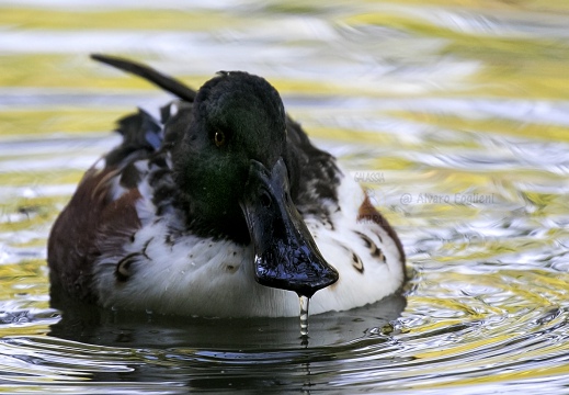 MESTOLONE; Shoveler; Anas clypeata