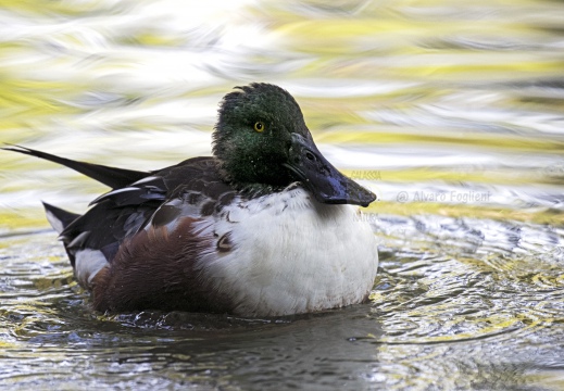 MESTOLONE; Shoveler; Anas clypeata