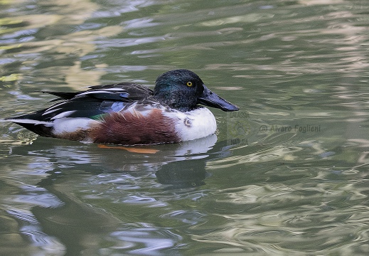 MESTOLONE; Shoveler; Anas clypeata