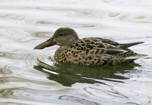 MESTOLONE; Shoveler; Anas clypeata