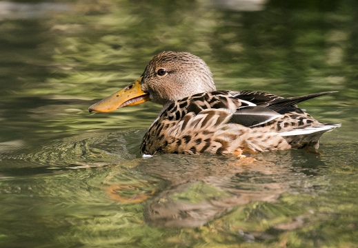 MESTOLONE; Shoveler; Anas clypeata