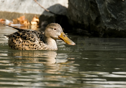 MESTOLONE; Shoveler; Anas clypeata