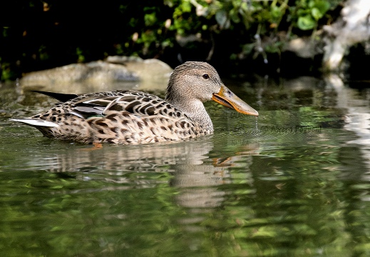 MESTOLONE; Shoveler; Anas clypeata