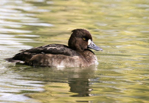 MORETTA; Tufted Duck; Aythya fuligula