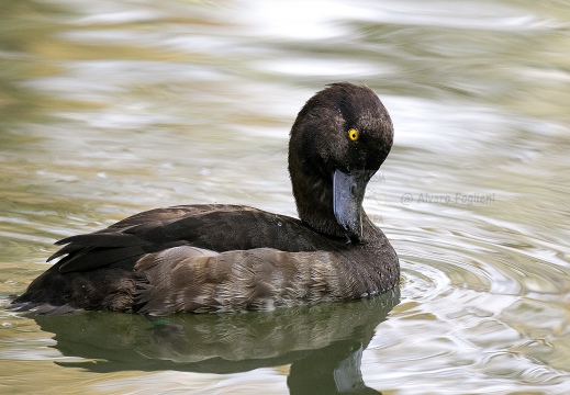 MORETTA; Tufted Duck; Aythya fuligula