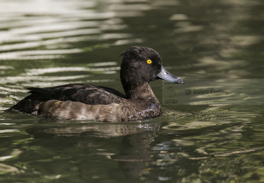 MORETTA; Tufted Duck; Aythya fuligula
