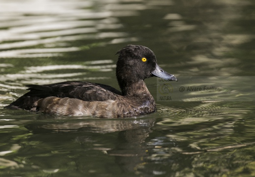 MORETTA; Tufted Duck; Aythya fuligula