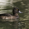 MORETTA; Tufted Duck; Aythya fuligula