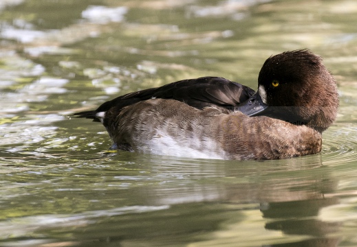 MORETTA; Tufted Duck; Aythya fuligula