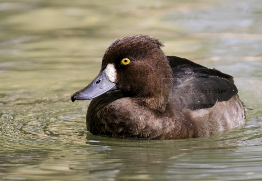 MORETTA; Tufted Duck; Aythya fuligula