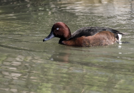 MORETTA TABACCATA; Ferruginous Duck; Aythya nyroca