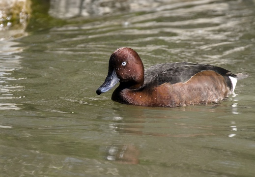 MORETTA TABACCATA - Ferruginous Duck - Aythya nyroca