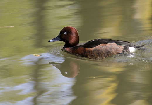 MORETTA TABACCATA - Ferruginous Duck - Aythya nyroca