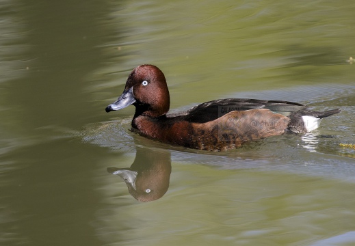 MORETTA TABACCATA - Ferruginous Duck - Aythya nyroca