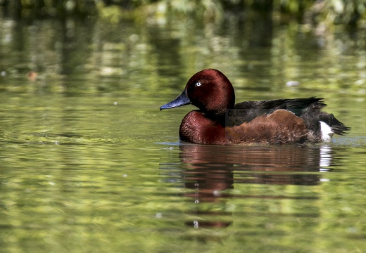 MORETTA TABACCATA - Ferruginous Duck - Aythya nyroca