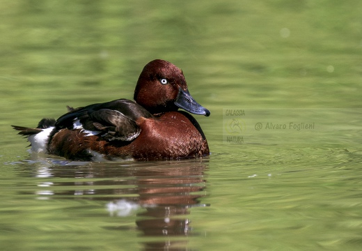 MORETTA TABACCATA - Ferruginous Duck - Aythya nyroca