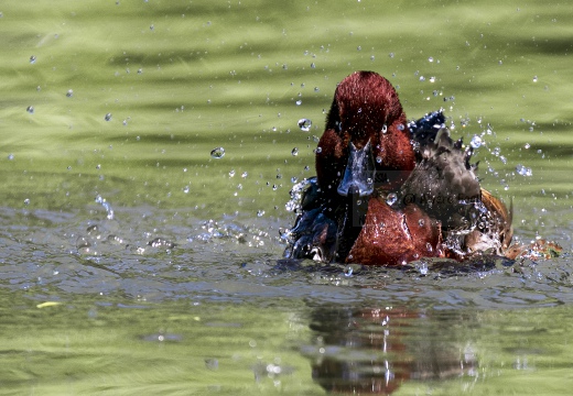 MORETTA TABACCATA - Ferruginous Duck - Aythya nyroca