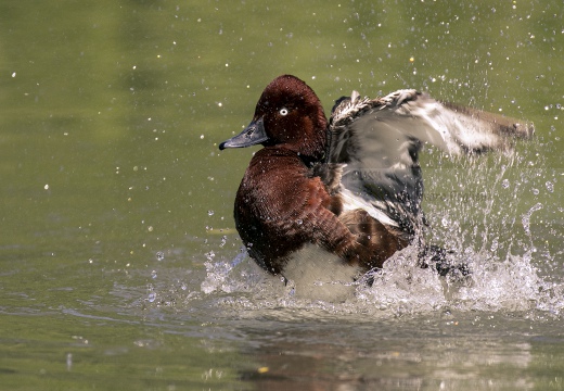 MORETTA TABACCATA - Ferruginous Duck - Aythya nyroca