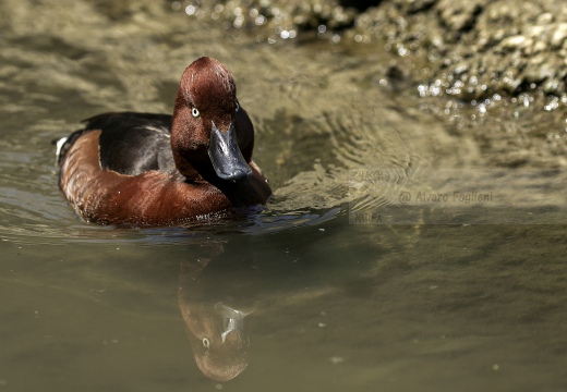 MORETTA TABACCATA - Ferruginous Duck - Aythya nyroca